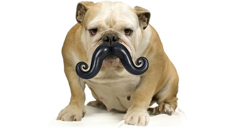 Illustration for article titled Everything You Need To Completely and Utterly Humiliate Your Pet